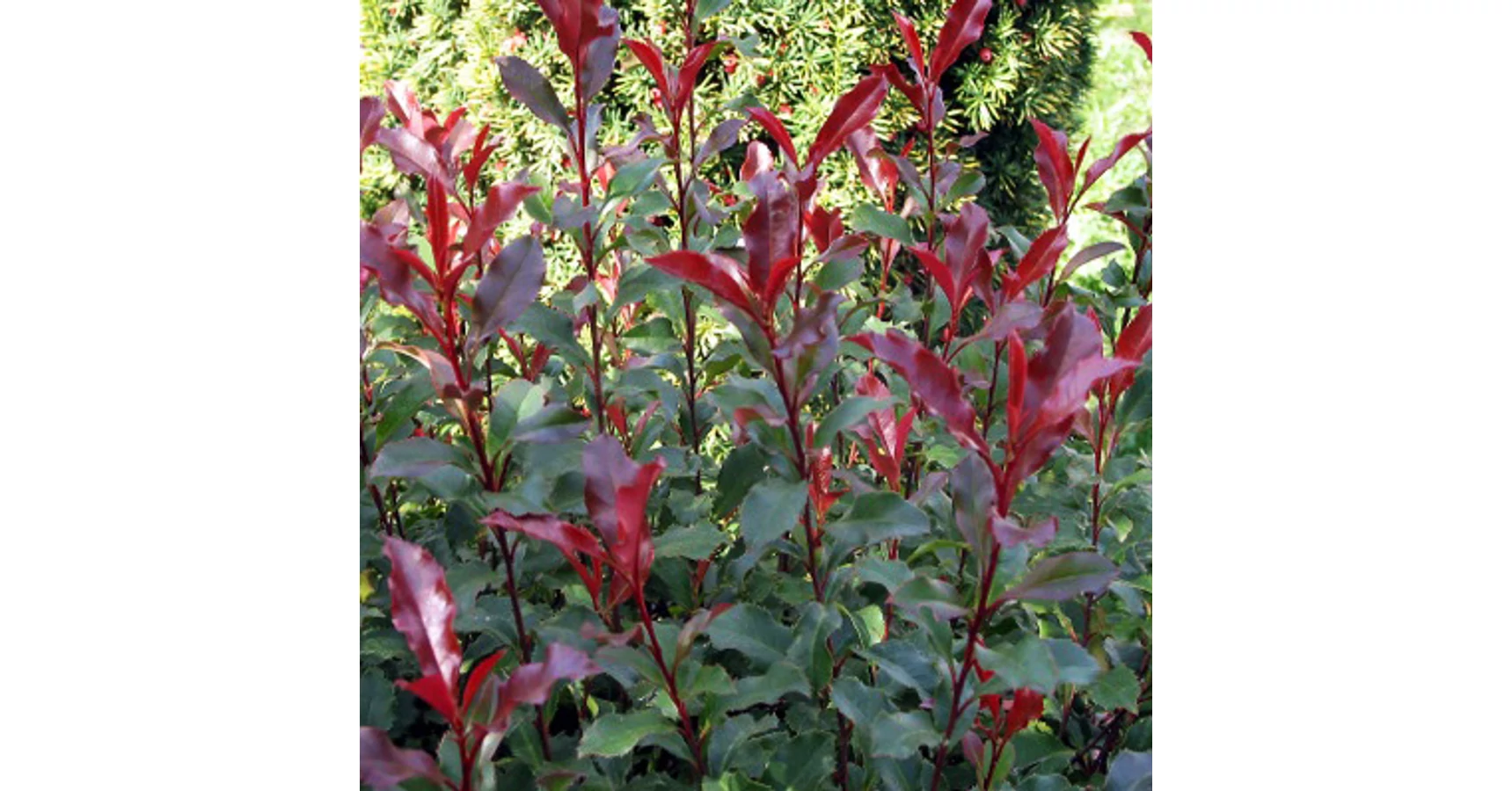 Photinia x fraseri 'Corallina'  Korallberkenye |  Megyeri Szabolcs  Kertszmrnk