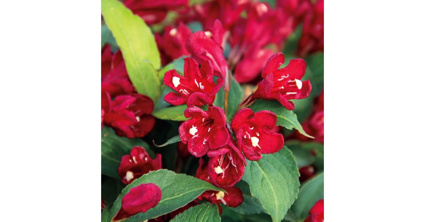Weigela 'Cherry Love'® Rózsalonc