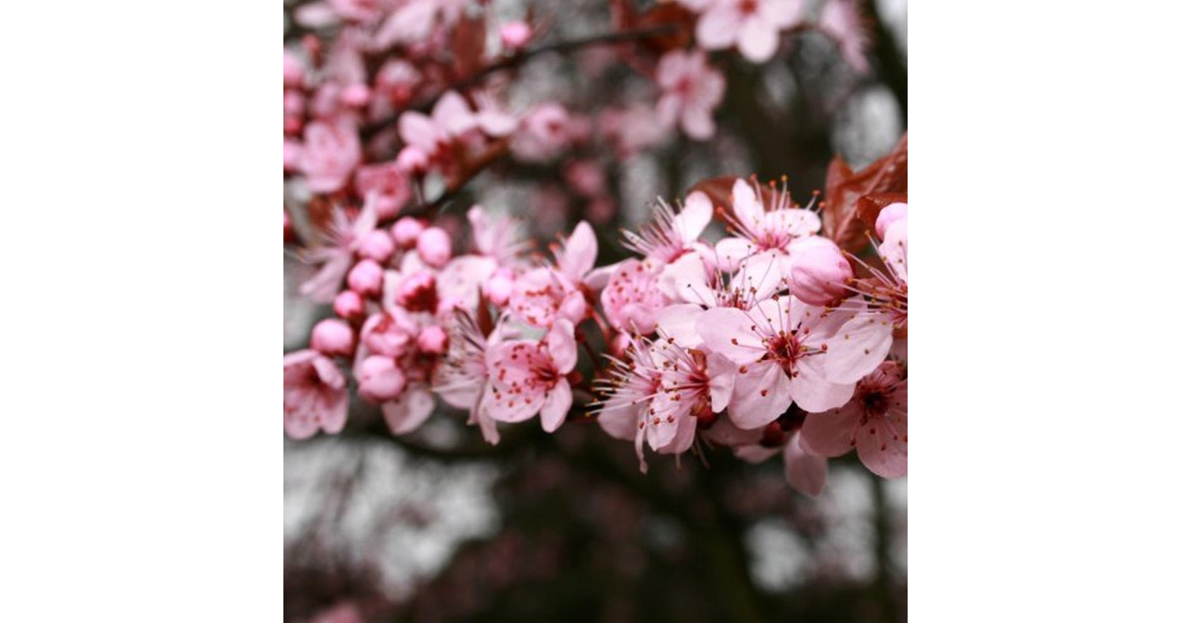 Prunus cerasifera 'Pissardii' – Vérszilva