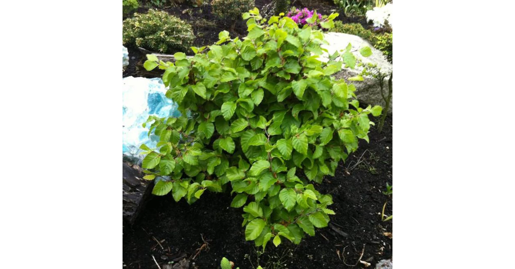Fagus sylvatica 'Asterix'  Bkk | Kerteszmernok