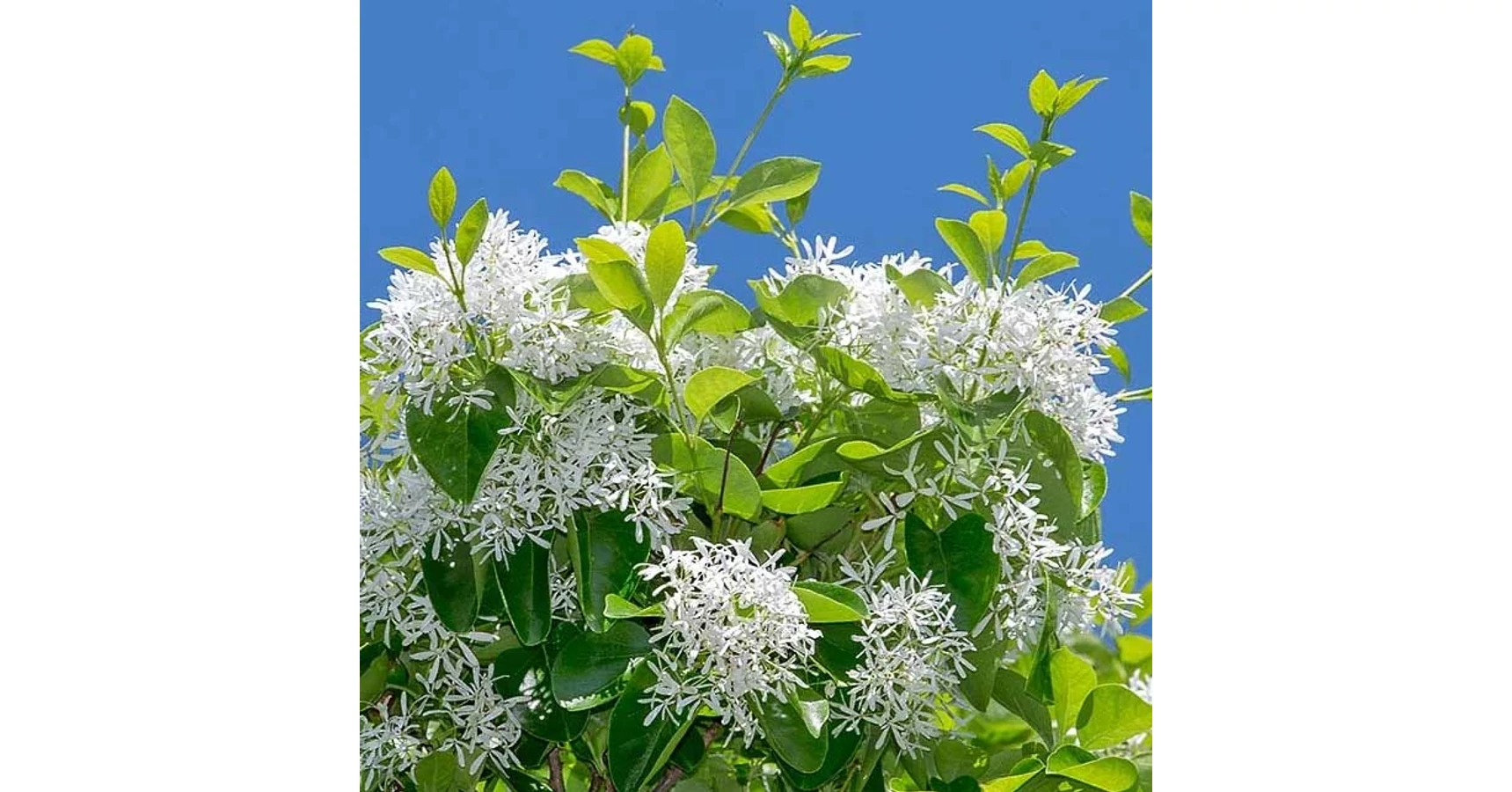 Chionanthus refusus Kínai hópehelyfa