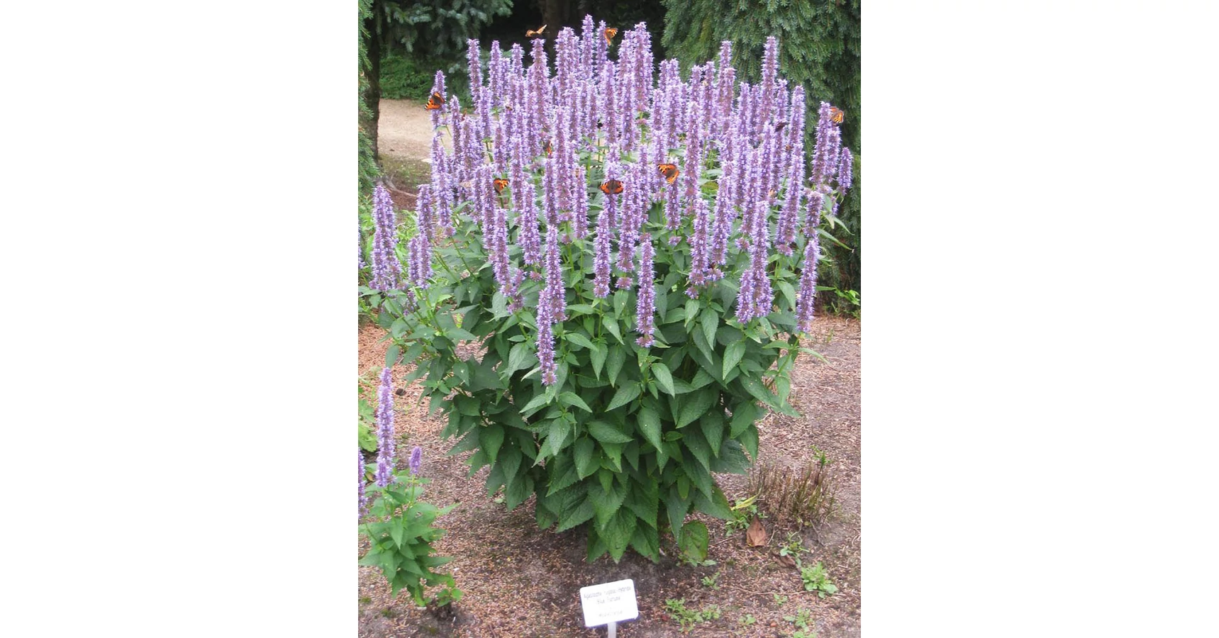 Menta Coreana (Agastache Rugosa) Biologica Semi - Foto 3