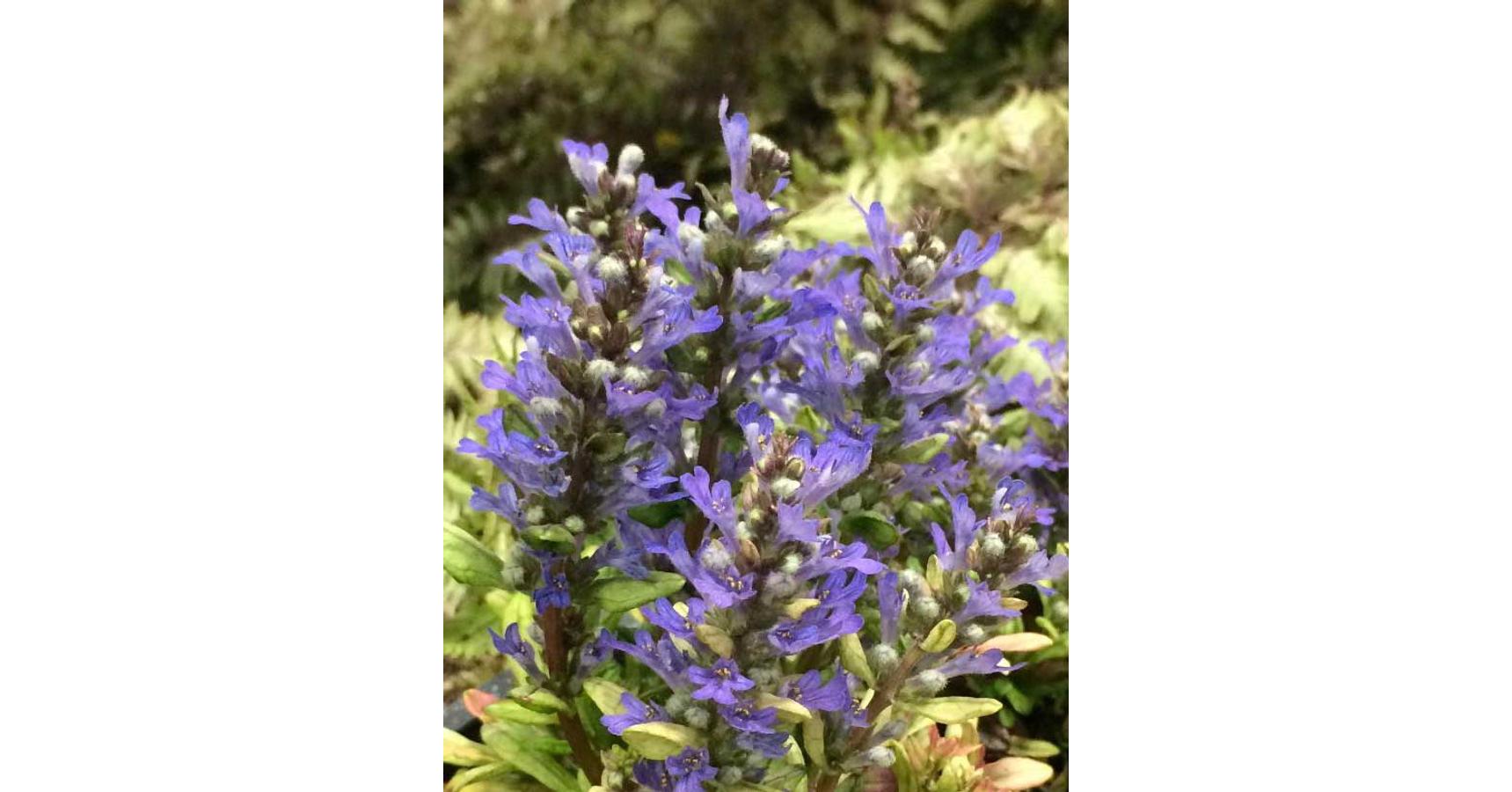 Ajuga dixie chip plant