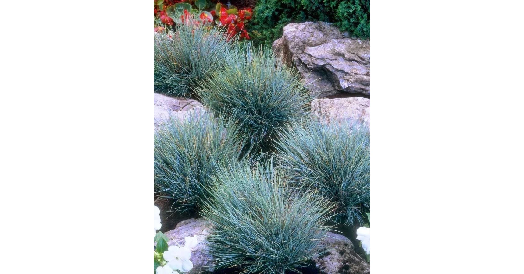Festuca Glauca 'Eisvogel' (Blauschwingel) – Wintergrüne Ziergras Im 11 Cm Topf, Gärtnerqualität