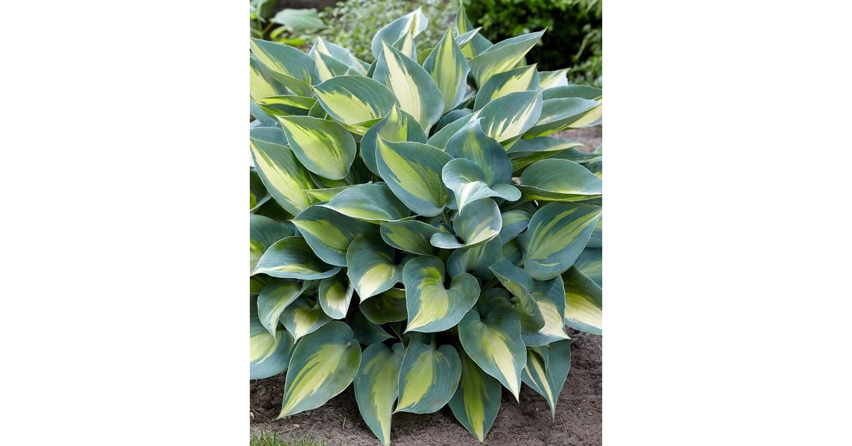 Hosta 'Catherine' – Árnyékliliom