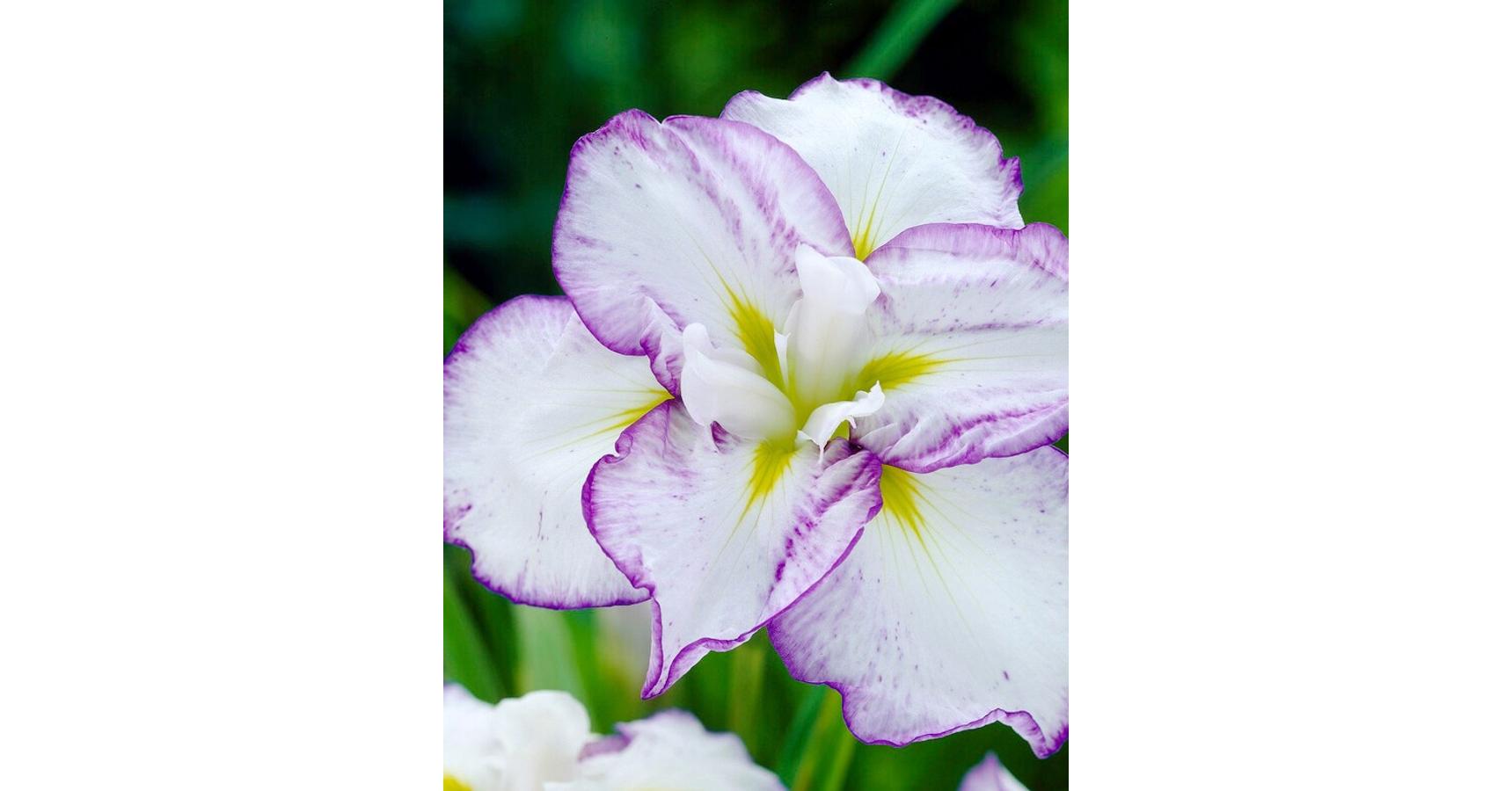 Iris ensata 'Dinner Plate Tiramisu' Vízparti nőszirom