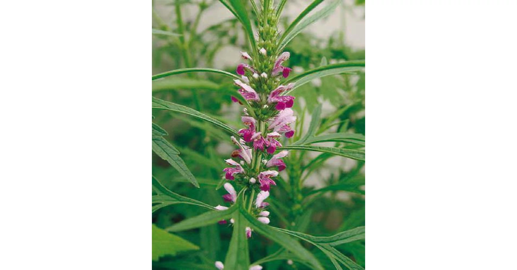 Agripaume Du Japon BIO - Lot De 3 Plants Leonurus Japonicus - Plante Vivace Médicinale Et Mellifère - 5
