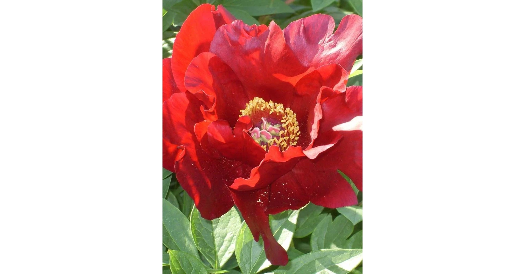 Paeonia x ITOH 'Sonoma Velvet Ruby' – Itoh bazsarózsa