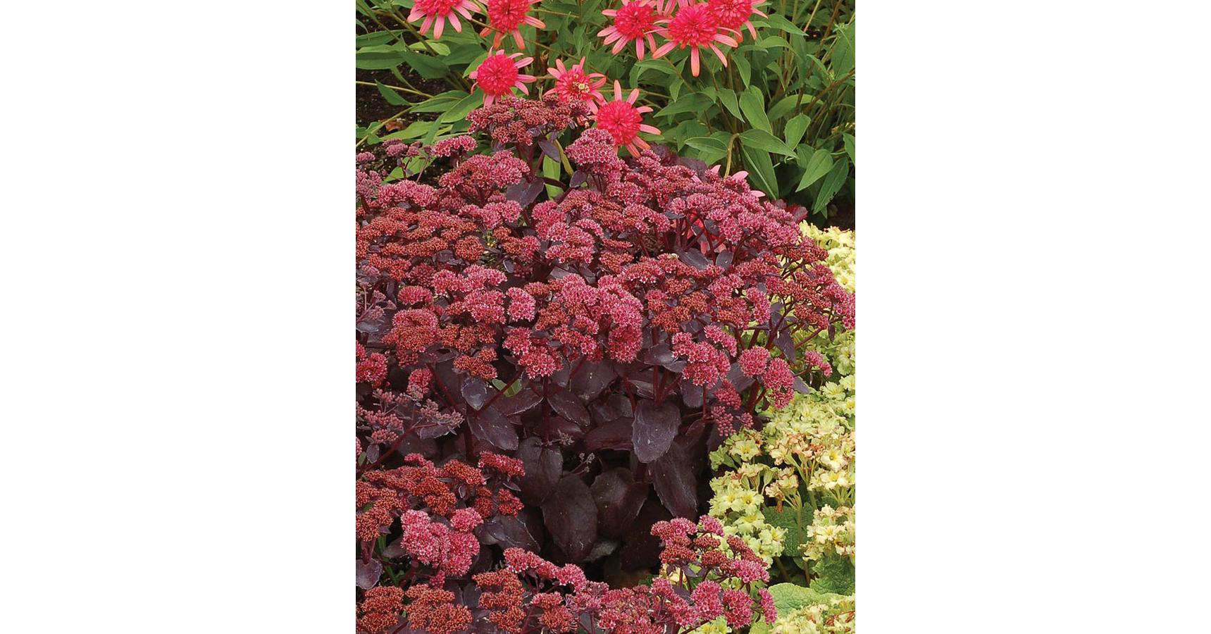Sedum telephium 'Cherry Truffle' Hegyi varjúháj