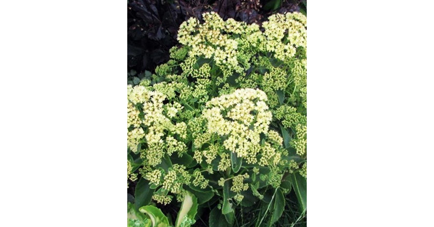 Sedum telephium ‘Sunkissed’ - Kárpáti varjúháj