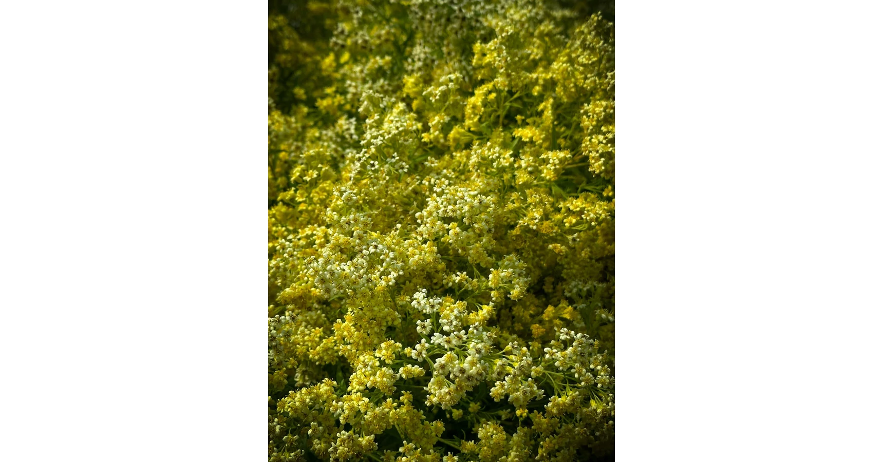 Solidaster luteus 'Lemore' - Vesszőrózsa