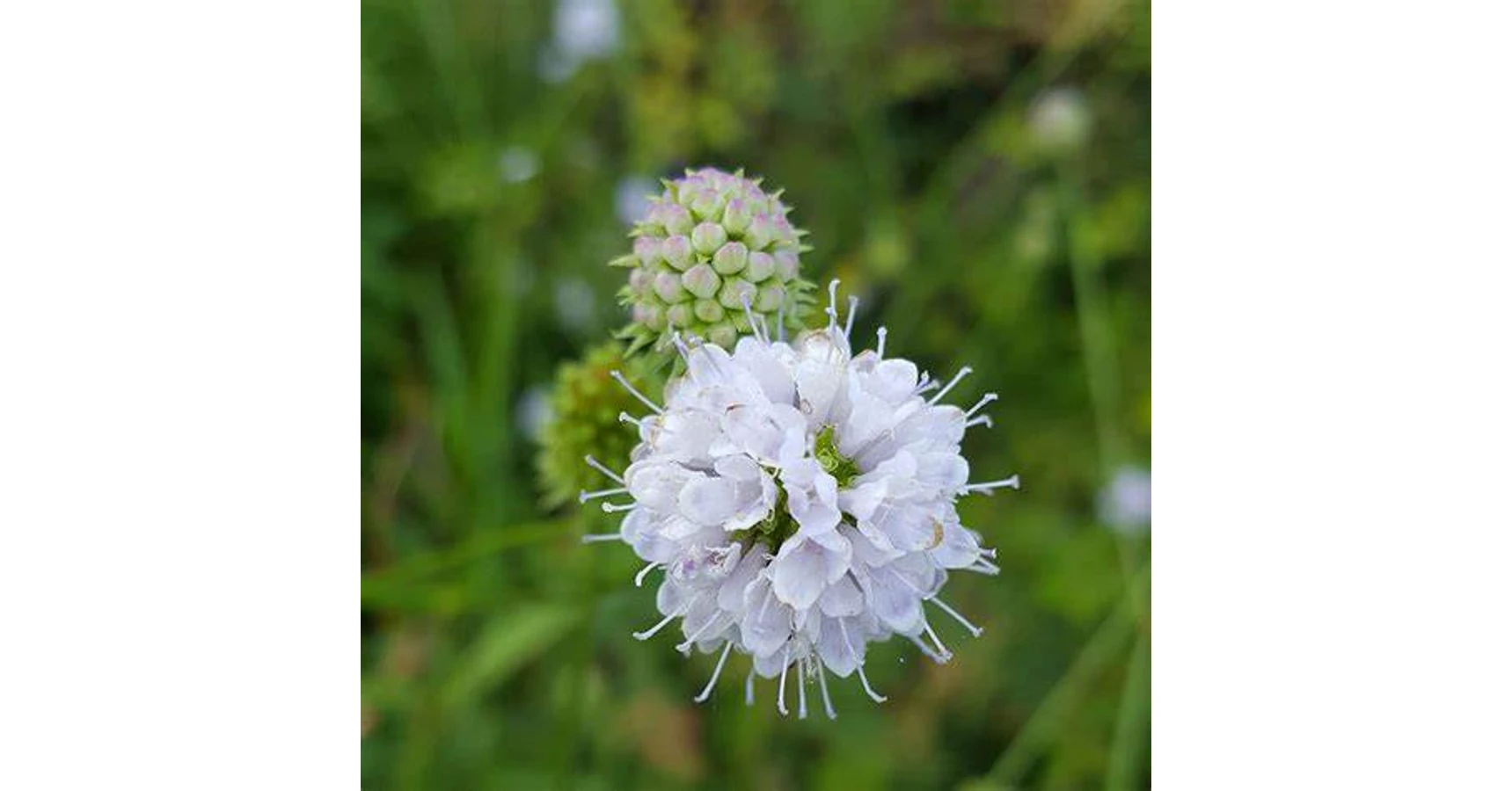 Inflexa Succisella inflexa 'Frosted Pearls'