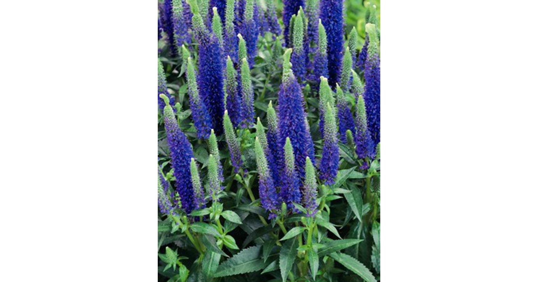 Veronica spicata 'Ulster Dwarf Blue' - Veronika