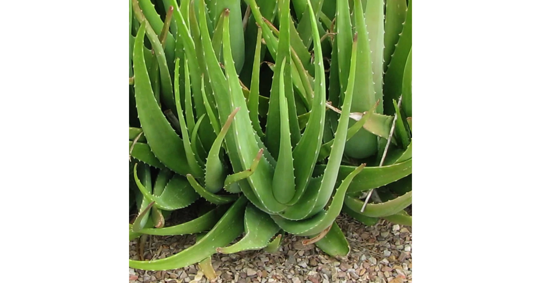 Aloe vera  Aloe |  Megyeri Szabolcs Kertszmrnk