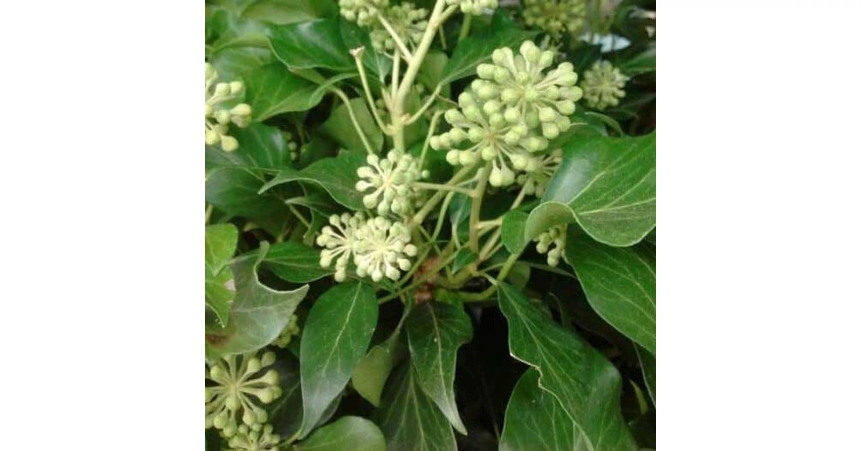 Hedera helix 'Simone'  Borostyn |  Megyeri Szabolcs Kertszmrnk