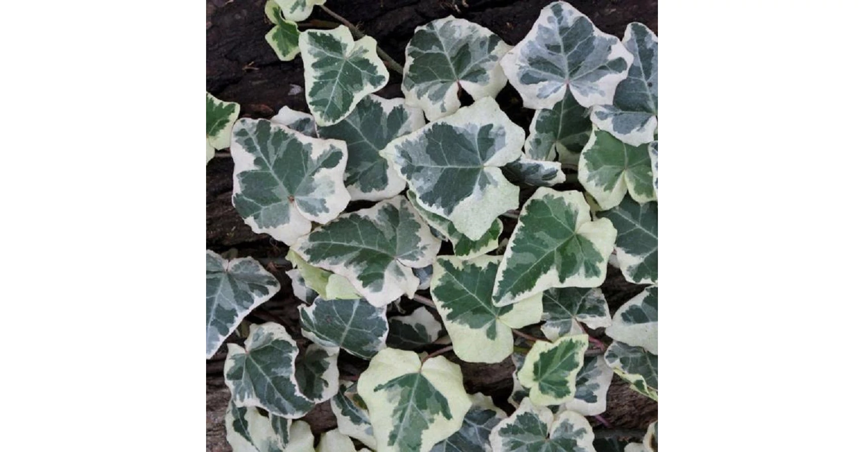 Hedera 'Marginata Elegantissima'  Borostyn |  Megyeri Szabolcs  Kertszmrnk