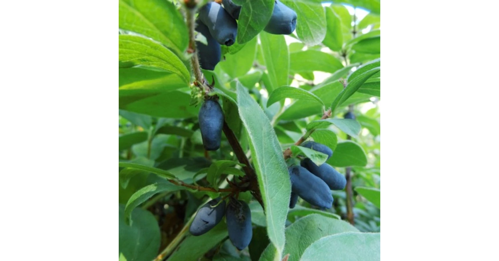 Lonicera caerulea var. kamtschatica (syn.: Lonicera kamtschatica) 'Atut'   Kamcsatkai mzbogy | Kerteszmernok