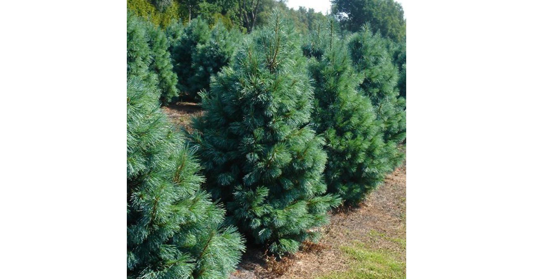 Pinus monticola 'Ammerland' Nyugati selyemfenyő