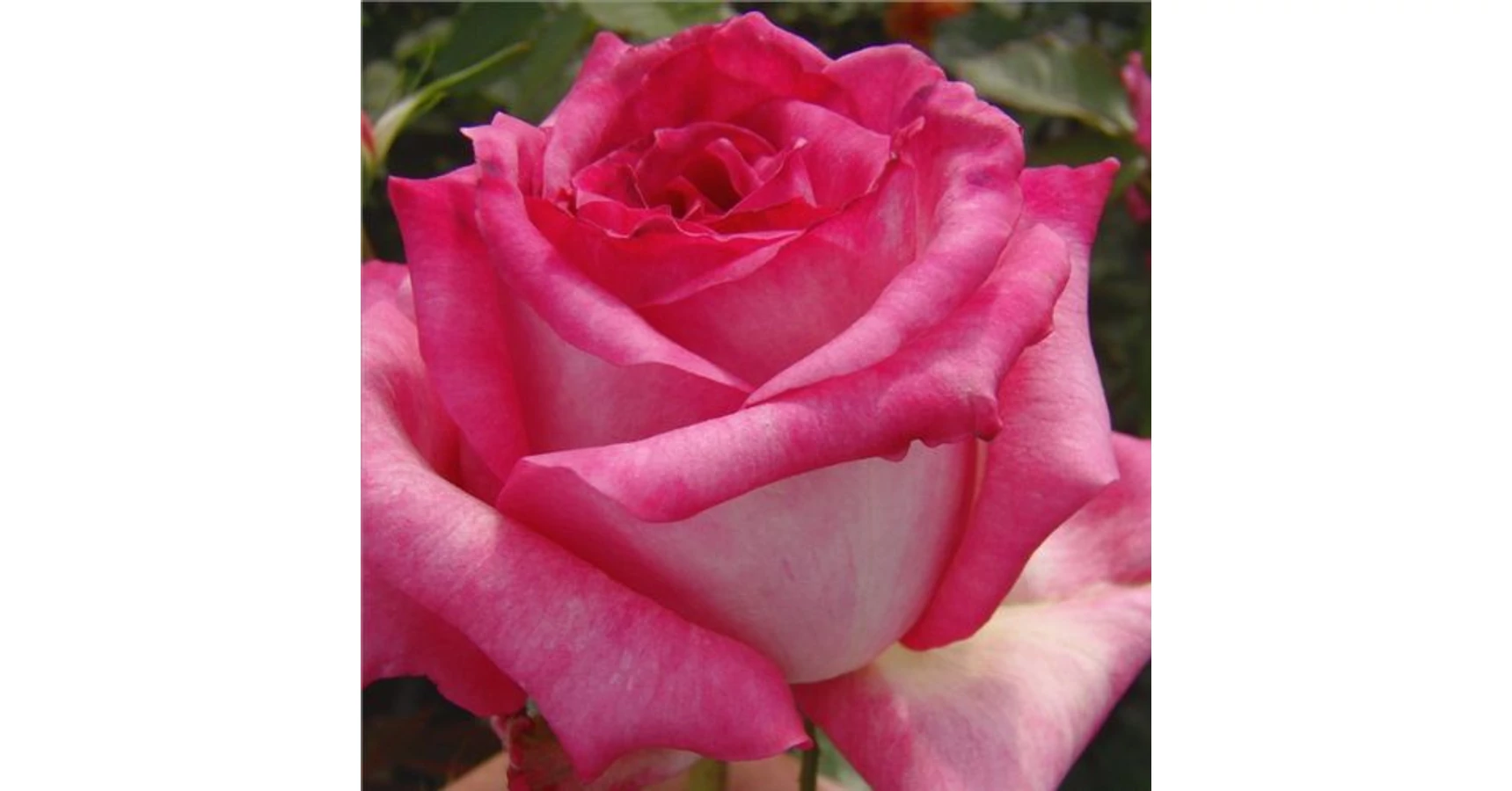 Rosa 'Kordes' Perfecta®' - fehér - rózsaszín - teahibrid rózsa