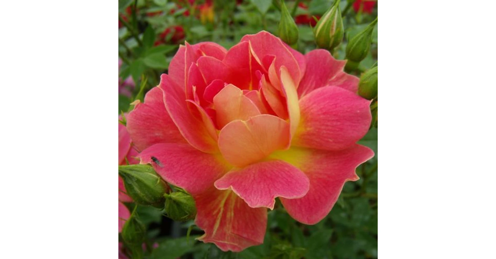 Rosa 'Cleopátra™' - sárga - vörös - törpe - mini rózsa