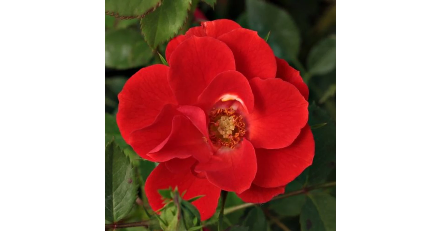 Toas Roz Rosa 'Tara Allison™' - vörös - törpe - mini rózsa
