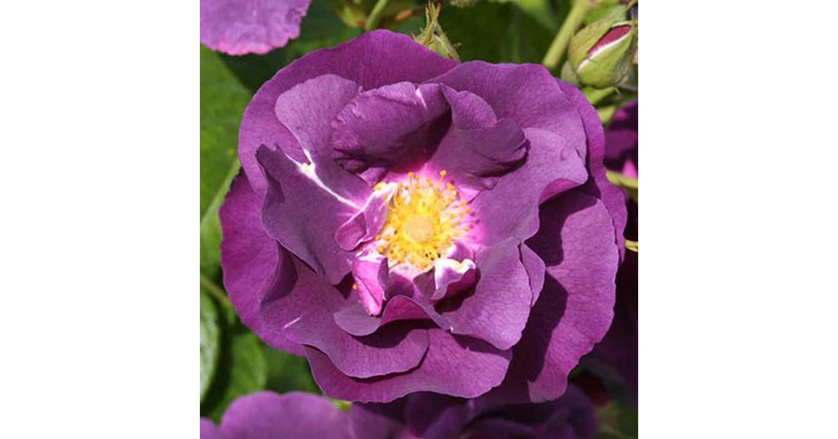 Roega Rhapsody Rosa 'Rhapsody in Blue ™' - lila - virágágyi floribunda rózsa