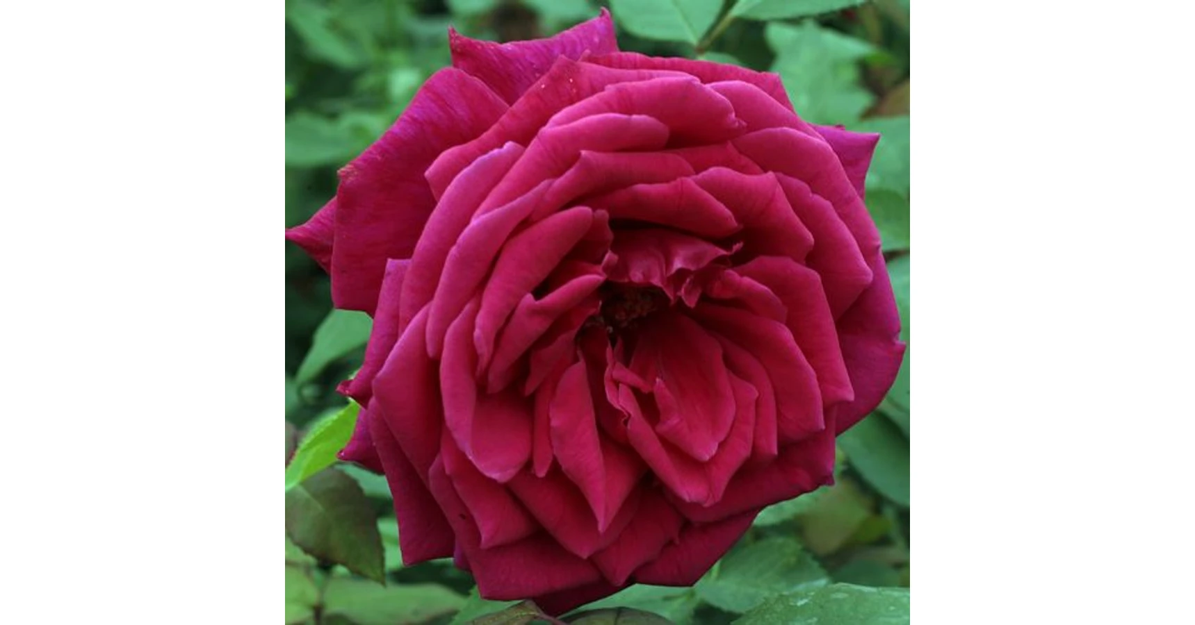 Volcano High Rosa Rosa 'Volcano™' - vörös - teahibrid rózsa