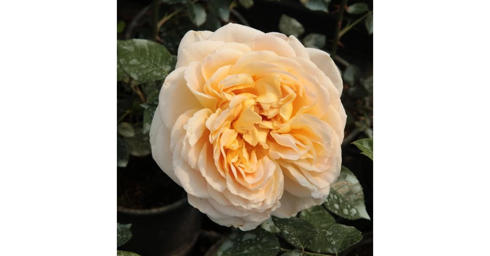 Rosa 'Felidaé™' - sárga - nosztalgia rózsa