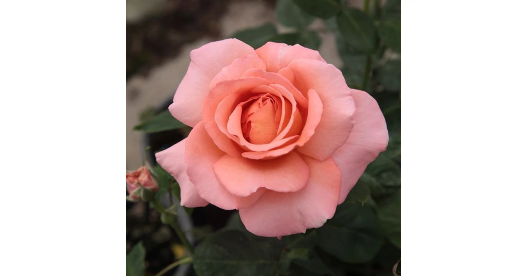 Toas Roz Rosa 'Törökbálint' - rózsaszín - teahibrid rózsa