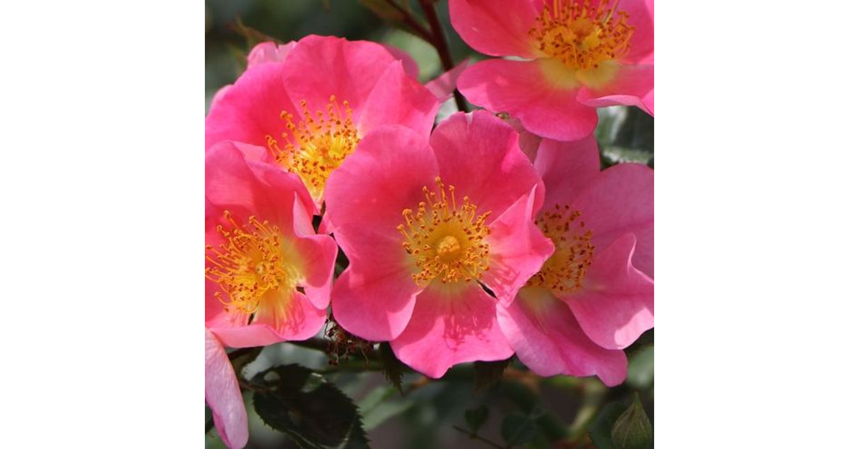 Rosa 'Topolina®' - rózsaszín - talajtakaró rózsa