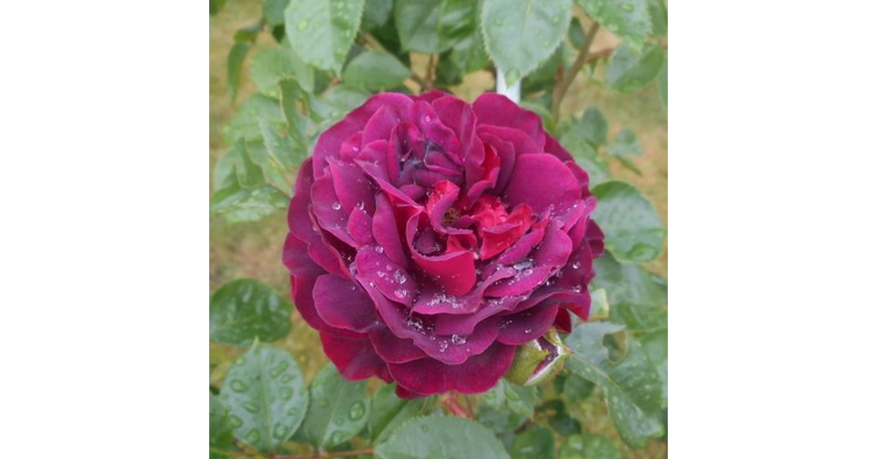 Rosa 'Katie's Rose®' - vörös - virágágyi floribunda rózsa