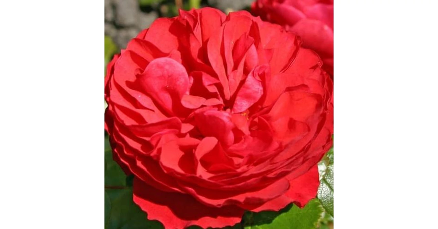 Rosa 'Cherry Girl®' - piros - virágágyi floribunda rózsa