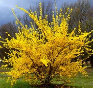 Aranycserje-félék Aranycserje-félék