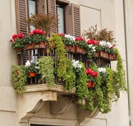 Balkon növények Balkon növények