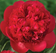 Bazsarózsa Bazsarózsa