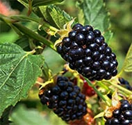 Bogyós gyümölcsök Bogyós gyümölcsök