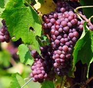 Szőlő Szőlő