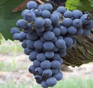 Borszőlő Borszőlő