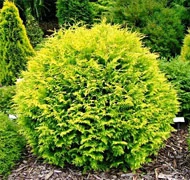 Buxus helyett Buxus helyett