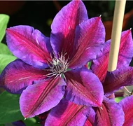 Iszalag - Clematis fajták Iszalag - Clematis fajták