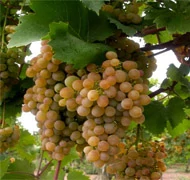 Csemegeszőlő Csemegeszőlő