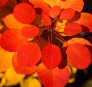 Cserszömörce-félék Cserszömörce-félék