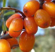 Ehető termésű cserjék Ehető termésű cserjék