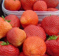 Eper palánták Eper palánták