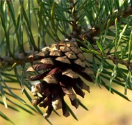 Erdeifenyő Erdeifenyő