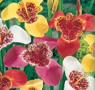 Exkluzív megjelenésű