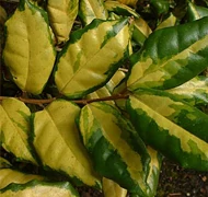 Ezüstfa-félék Ezüstfa-félék