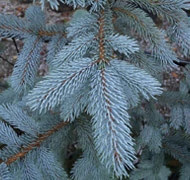 Ezüstfenyő Ezüstfenyő