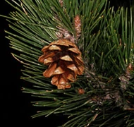 Feketefenyő Feketefenyő