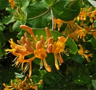 Futólonc fajták Futólonc fajták